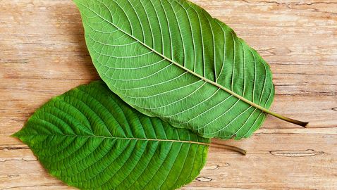 THE TWO KEY KRATOM ALKALOIDS YOU MUST KNOW