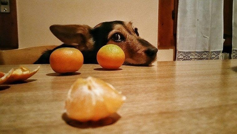 Can Dogs Eat Oranges To Help Their Immune System And Overall Health