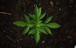How To Lose Weight with CBD Oil