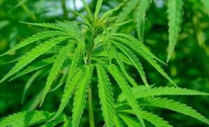 4 Ways You Can Consume CBD Flower