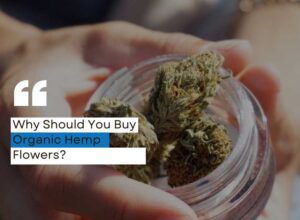 Why Should You Buy Organic Hemp Flowers
