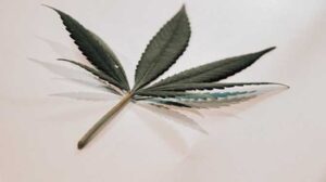 How Is CBD Oil Used