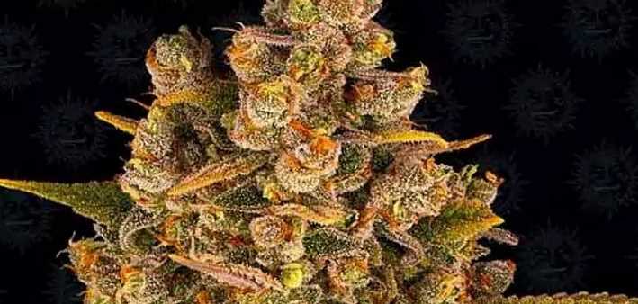 Top 3 Photoperiod Strains to Grow in 2021