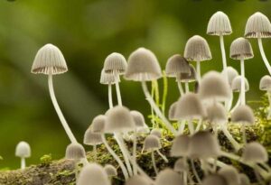 Why Gummies with Mushrooms Are Useful for Immunity