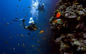 5 Volunteer Vacations That Support Ocean Conservation