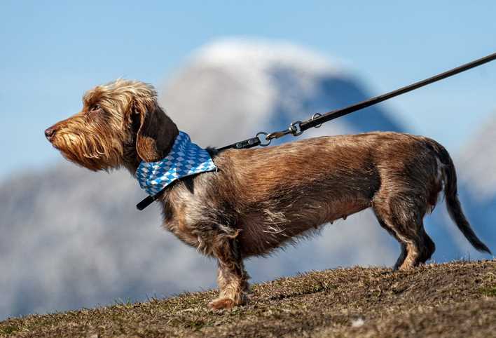 Hands Free Retractable Dog Leash for Smart Hosts