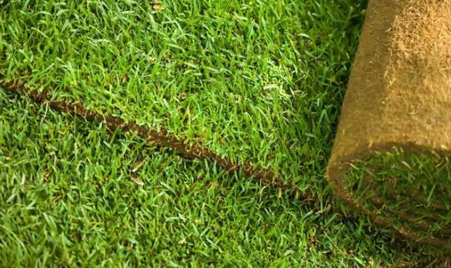 The Advantages and Disadvantages of St. Augustine Grass