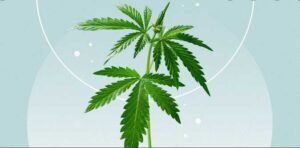 How Much Is Cbd Selling For