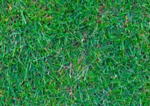 Choosing Artificial Turf For Your Backyard