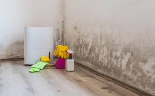 What Actually is Mould, and How can it be Removed?