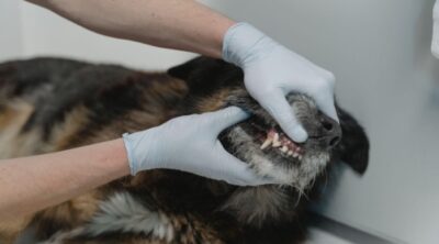 10 Ways to Protect Your Dog's Teeth from Cavities
