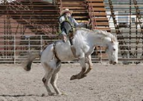 Taking a Ride at a Rodeo: Pros And Cons