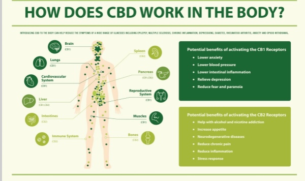 How Long Does It Take For CBD To Work