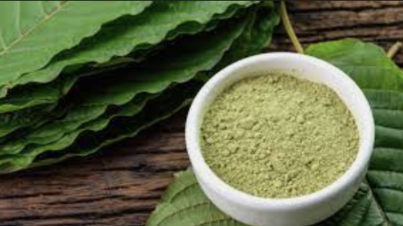 Kratom – Useful Guide For You