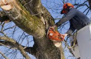 What is the difference between tree trimming and pruning