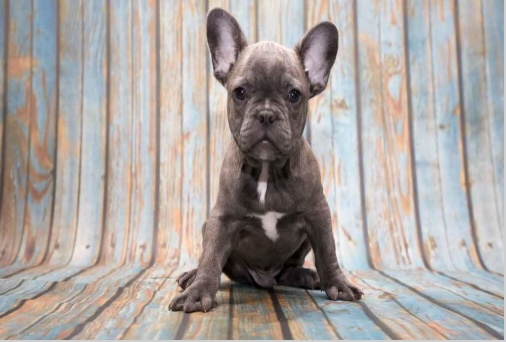 Why Blue French Bulldog Stud Service is in High Demand