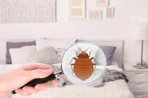 The Importance of Bed Bug Control