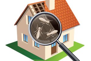 How to Choose the Right Pest Inspection Service in Adelaide