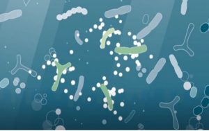 The Impact of Stress on Gut Health and Strategies for Management