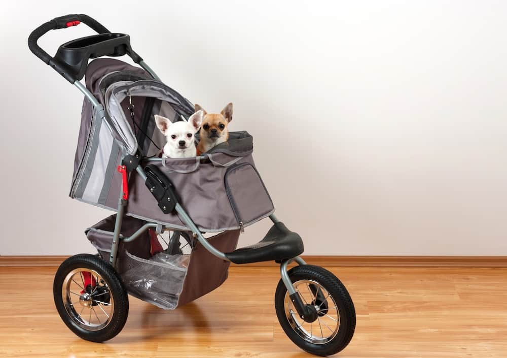 The Importance of Exercise and Mobility for Medium Dogs: How a Stroller Can Help