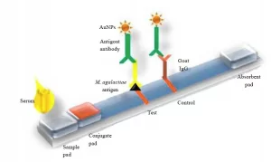 Understanding the Principle of Lateral Flow Assay PPT