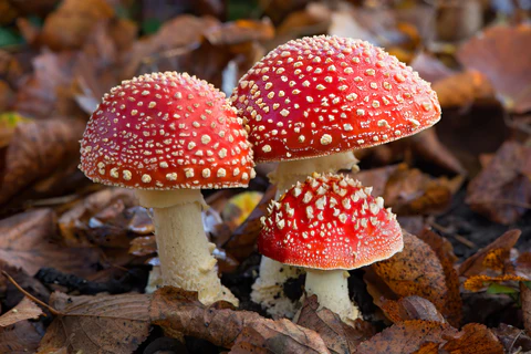 The Enigmatic Amanita Muscaria: A New Frontier in Cardiovascular Therapy