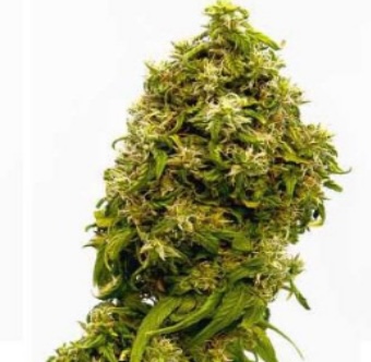 Forbidden Fruit Feminized Seeds: Indulge in Exotic Flavors from Growers Choice Seeds